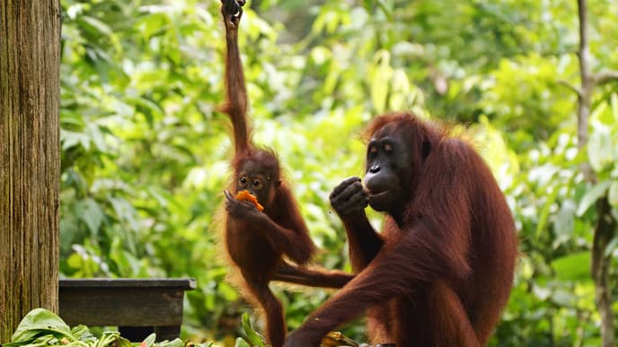 Abschied von Indonesien