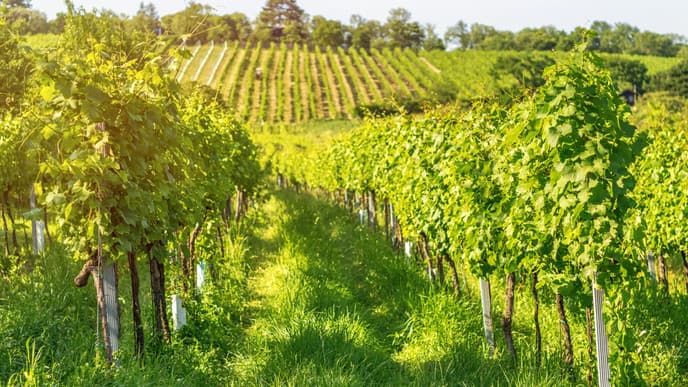 Enjoy traditional wine tastings