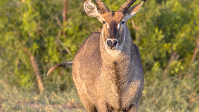 Safari experiences in Liwonde National Park
