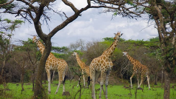 Safari und Rückkehr in die Zivilisation