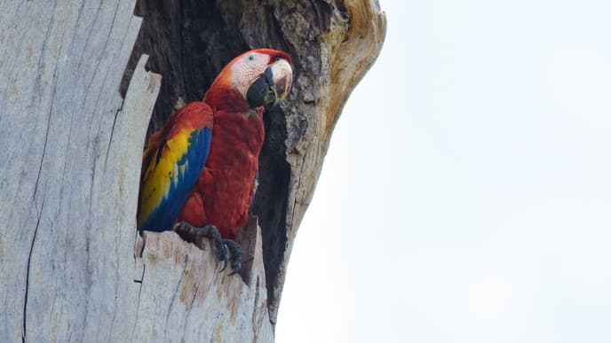 The colourful birdlife of Carara National Park