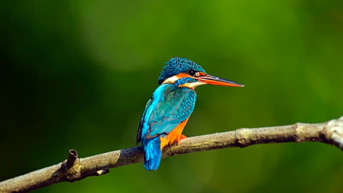 Trek through Makandawa Rainforest