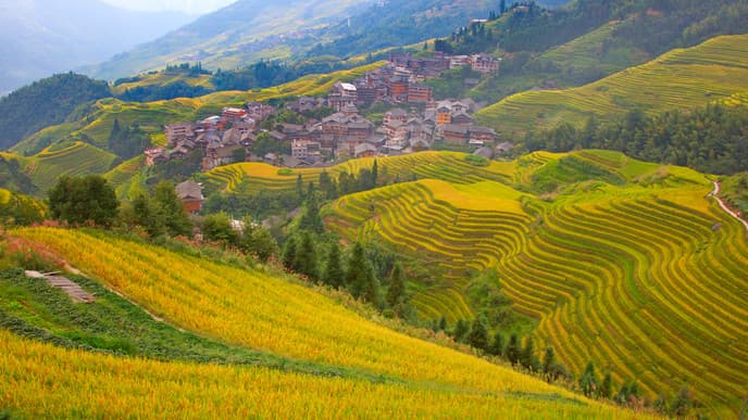 Discover the Rice Terraces of Longji