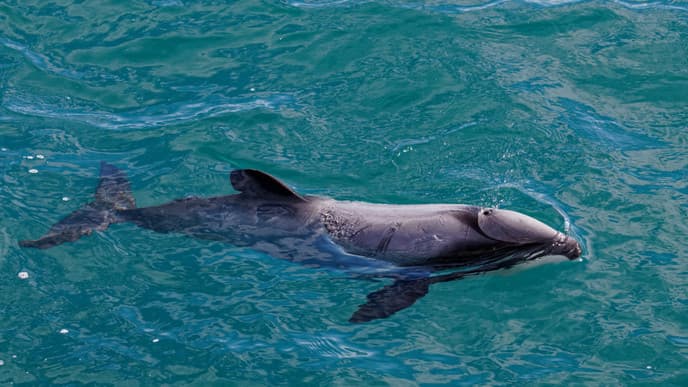 Bootstour zu den Delfinen