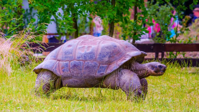 Galápagos: Besuch des Hochlandgebiets