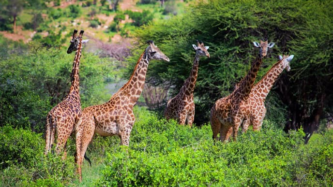 See the Red Elephants of Tsavo