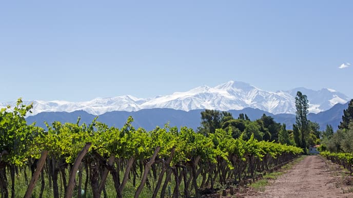 Visit the Vineyards Of Lujan De Cuyo