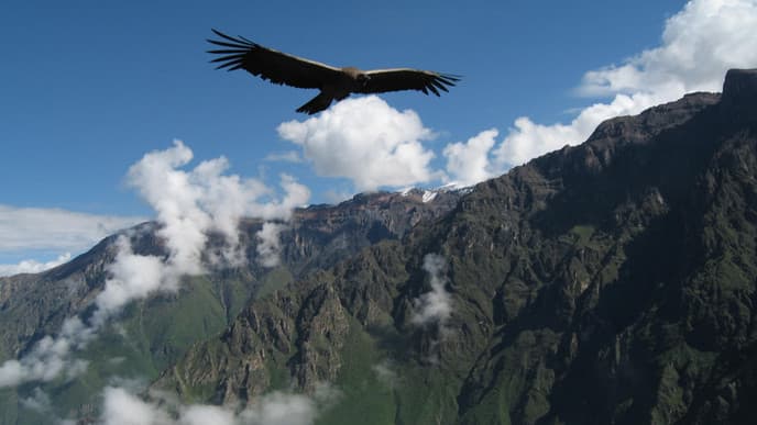 Der Flug des Kondors
