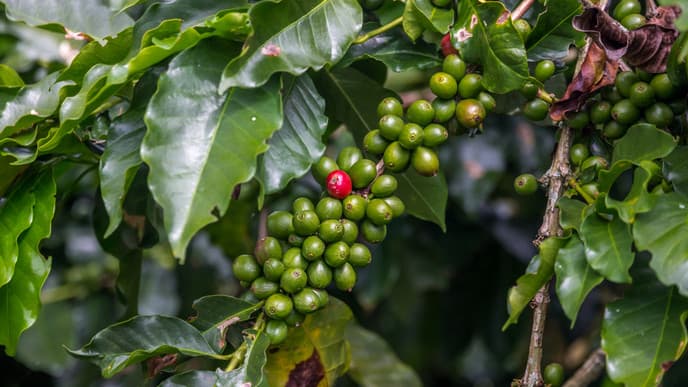 Die Kaffeeregion: Das Herz Kolumbiens