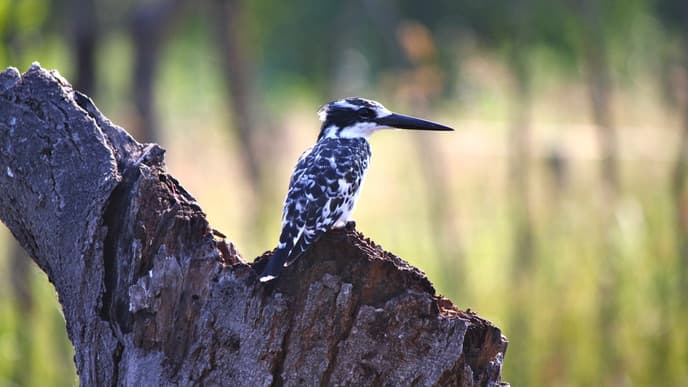 Wasservögel am Flussufer