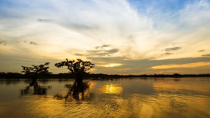 Schmetterlinge, rosa Flussdelfine und Kaimane