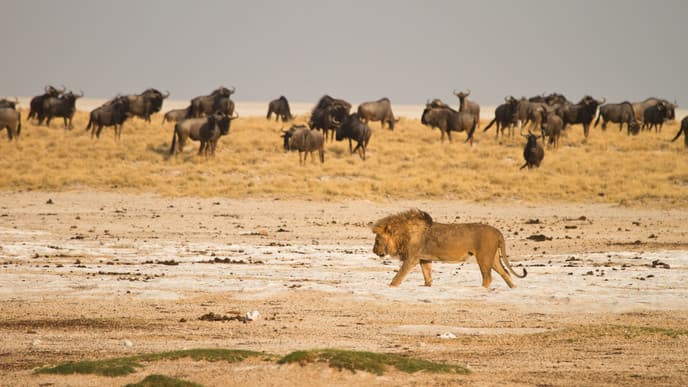 Unberührter Estosha Nationalpark