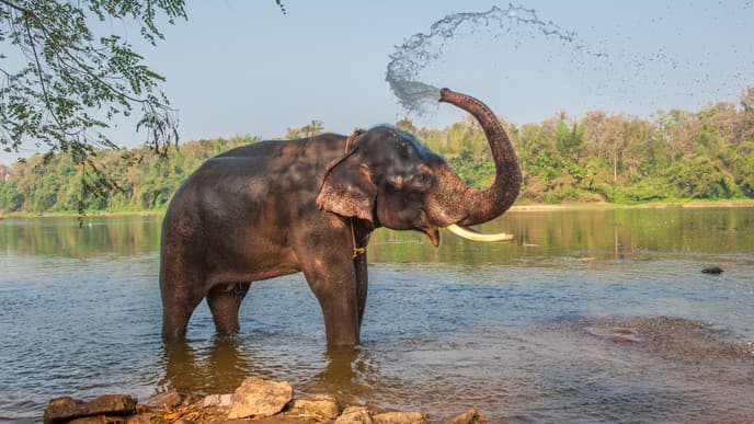 Transfer to Chitwan National Park