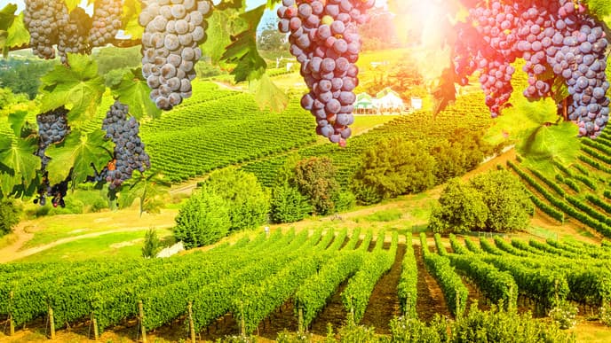 Wine Regions, Tram Rides, and Museums