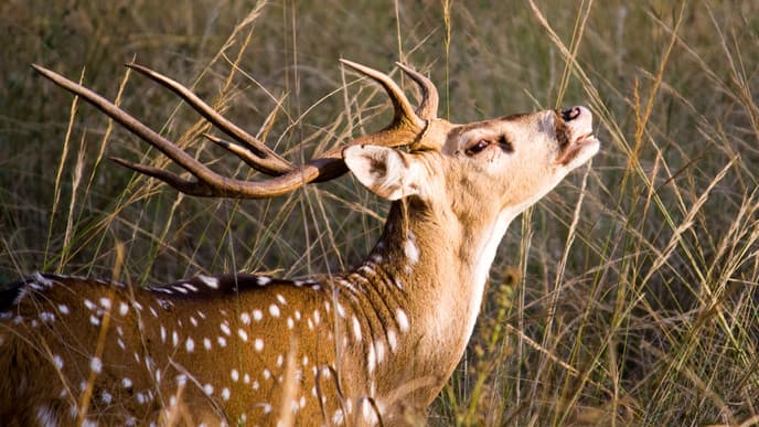 Jungle Safari in Search of Tigers