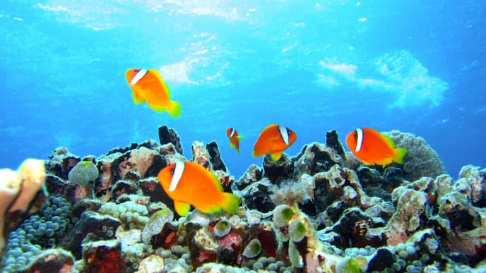 Schnorcheln im Puerto Morelos Nationalpark