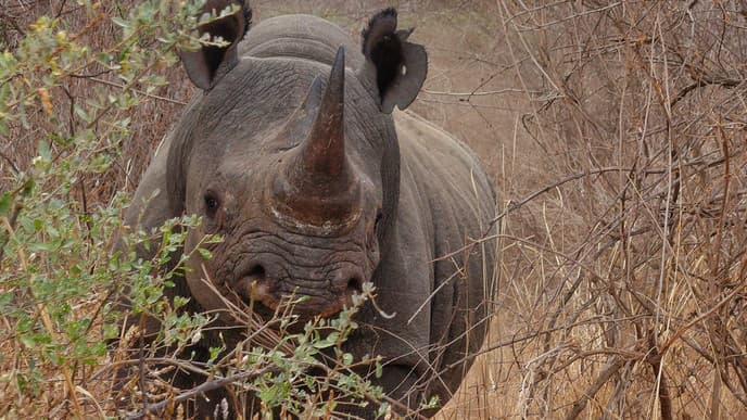 Adventure through Tsavo West National Park