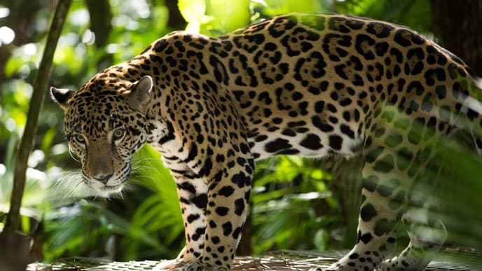 Unforgettable Amazon discoveries