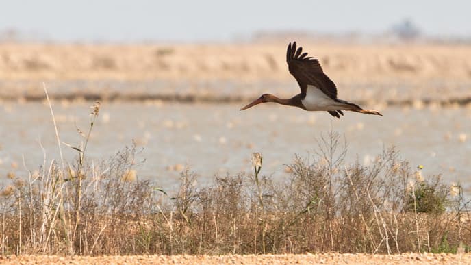 Get up close to the wildlife of Doñana
