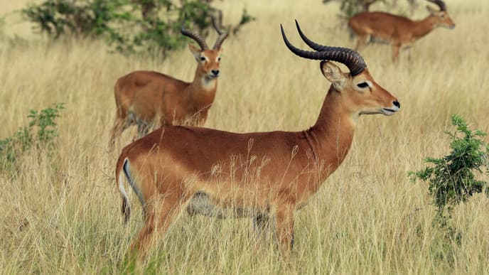 See The Famous Arboreal Lions