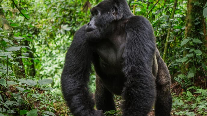 Go Searching For Gorillas In The Mist!