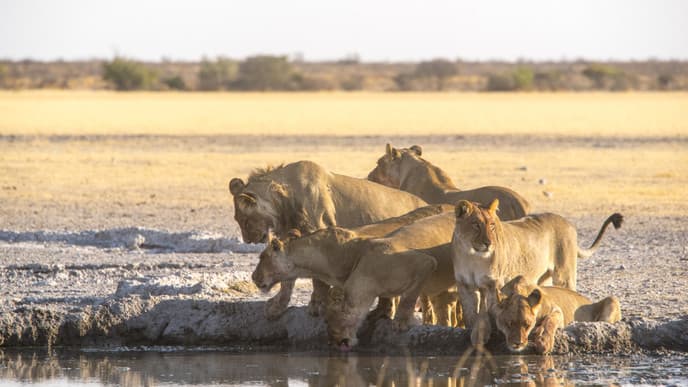 Learn About Cultural Traditions In Central Kalahari