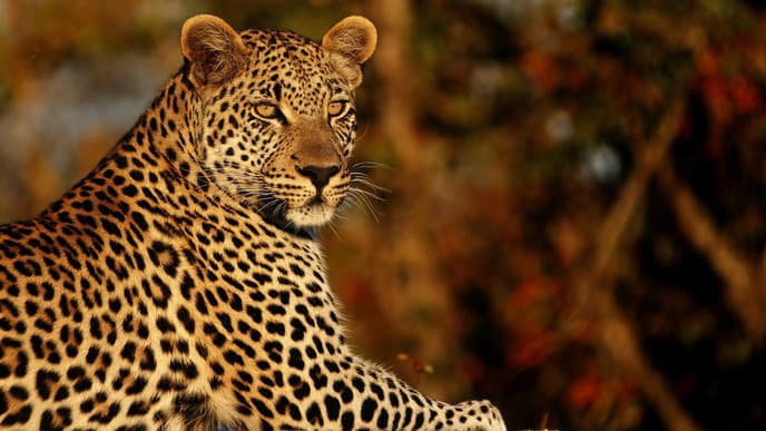 Hautnah bei den Big 5