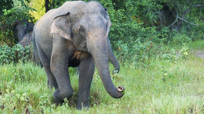 Charms of Sigiriya & wildlife safari wonders