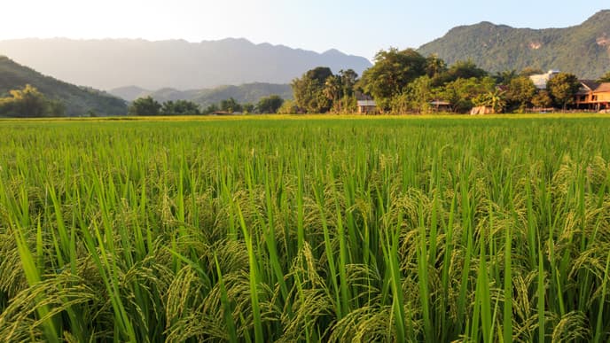 Einsichten ins Leben der Thai