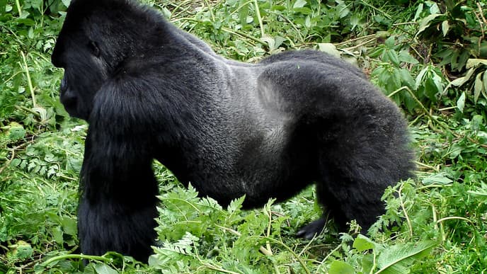 Look for the Gorillas