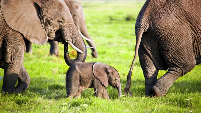 Explore The Landscapes of Amboseli National Park