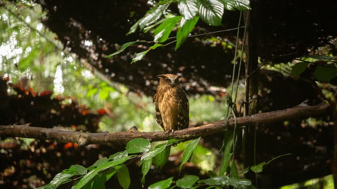 Orangutans, Orchids, and Frogs