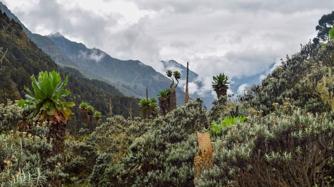 Make Your Way to Rwenzori