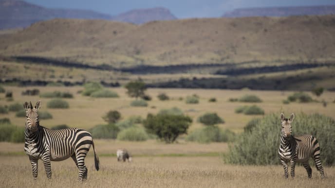Lagerfeuer in der Wildnis