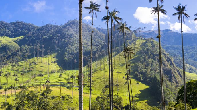 Tour the beautiful, tropical countryside of Colombia