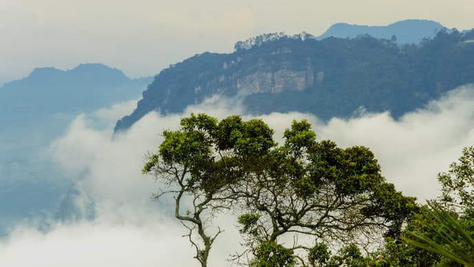 Nebelwald im Chicaque Naturreservat
