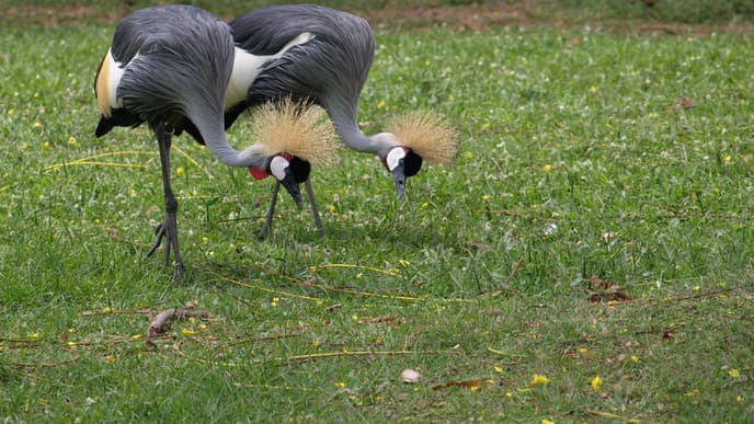 Farewell, Uganda!