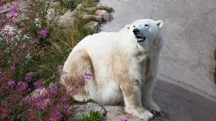 Arctic Animals at Ranua Wildlife Park