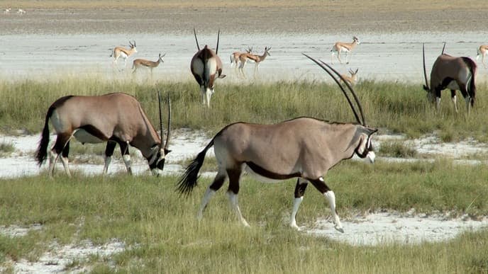 Embark on an African Safari
