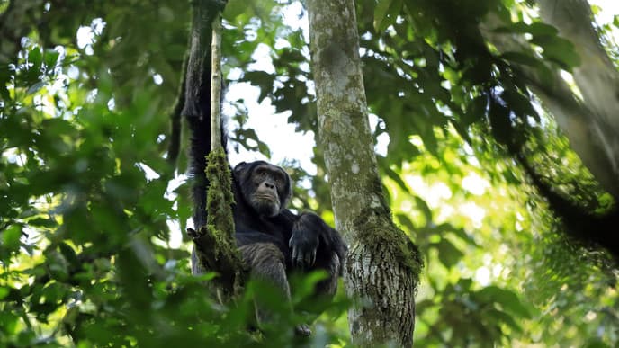 Chimp Tracking in Kibale