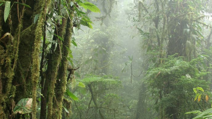 Naturwanderungen im Nebelwald