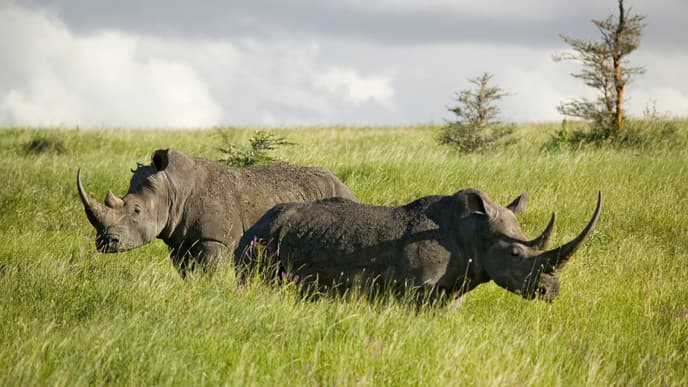 Full day of game drives