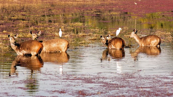 Safari im Ranthambore-Nationalpark