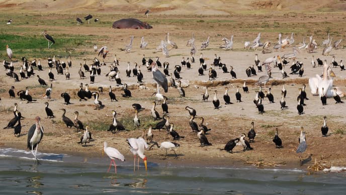 Witness the Diversity of the Kasenyi Plains