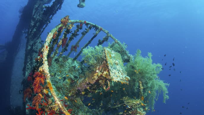 Discover the Underwater Kingdom