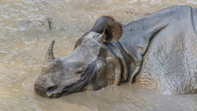 Die vielfältige Tierwelt im Chitwan Nationalpark