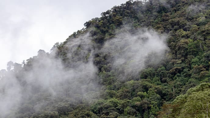 Naturerlebnisse in Monteverde