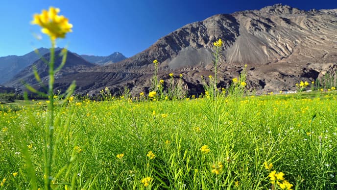 Farewell, Leh!