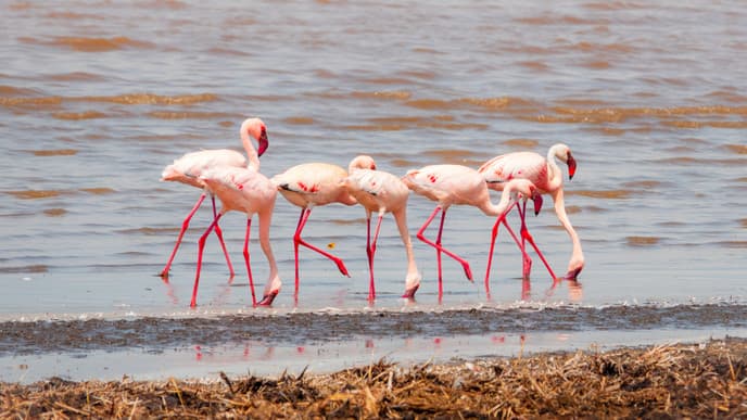 Unwind among flamingos