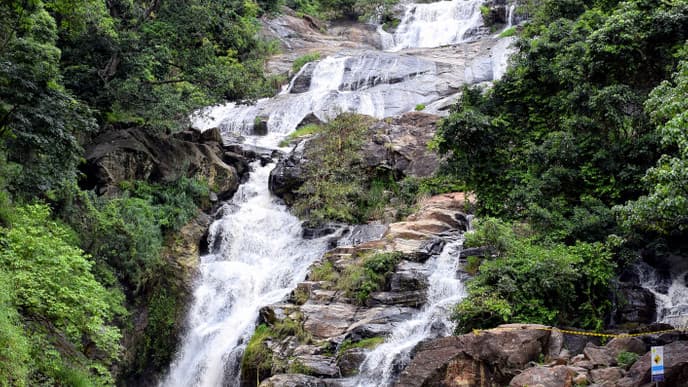Tour The Scenic Tea Plantations at Nuwara Eliya